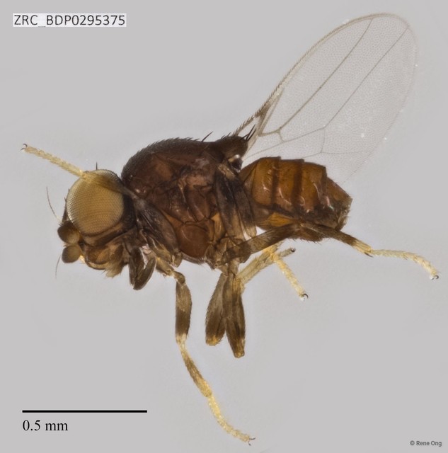 Chloropidae sp. "ZRCBDP0292108"•&copy; Rene Ong•All Rights Reserved