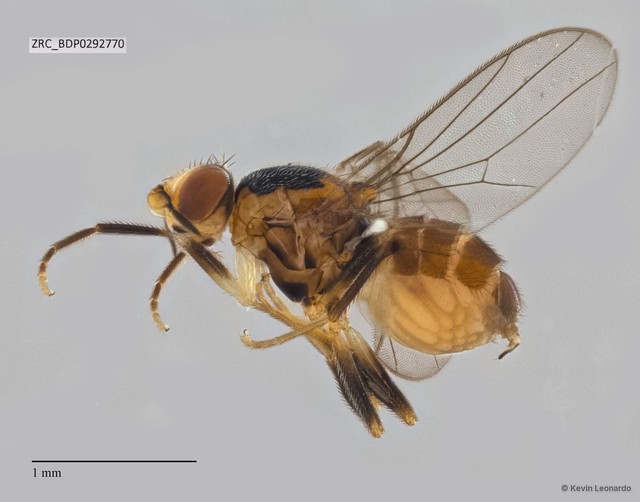 Chloropidae sp. "ZRCBDP0292226"•&copy; Kevin Leonardo•All Rights Reserved