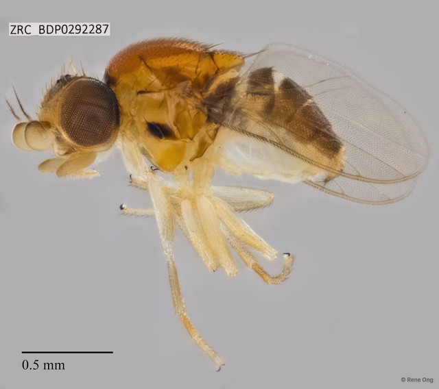 Chloropidae sp. "ZRCBDP0292287"•&copy; Rene Ong•All Rights Reserved