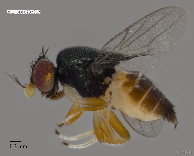Chloropidae sp. "ZRCBDP0292317"•&copy; Rene Ong•All Rights Reserved