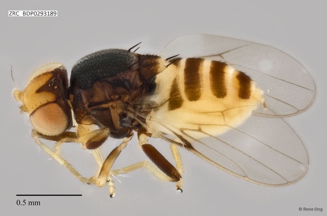 Chloropidae sp. "ZRCBDP0293189"•&copy; Rene Ong•All Rights Reserved