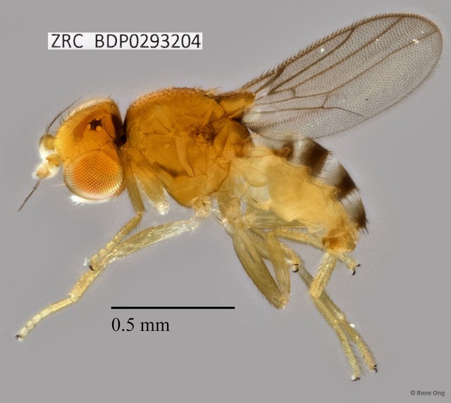 Chloropidae sp. "ZRCBDP0293204"•&copy; Rene Ong•All Rights Reserved