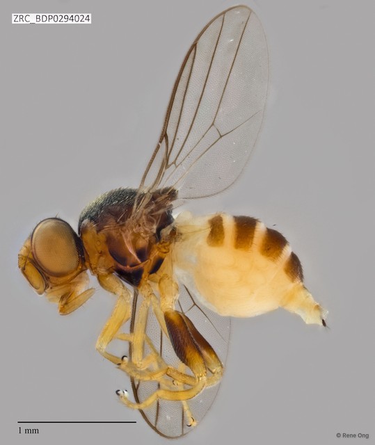 Chloropidae sp. "ZRCBDP0294024"•&copy; Rene Ong•All Rights Reserved