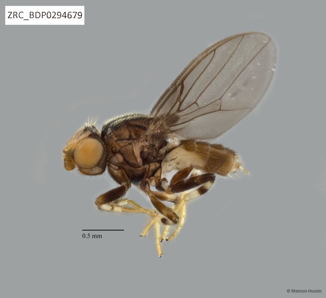 Chloropidae sp. "ZRCBDP0294657"•&copy; Maimon Hussin•All Rights Reserved