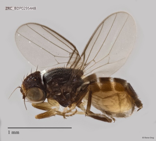 Chloropidae sp. "ZRCBDP0295448"•&copy; Rene Ong•All Rights Reserved