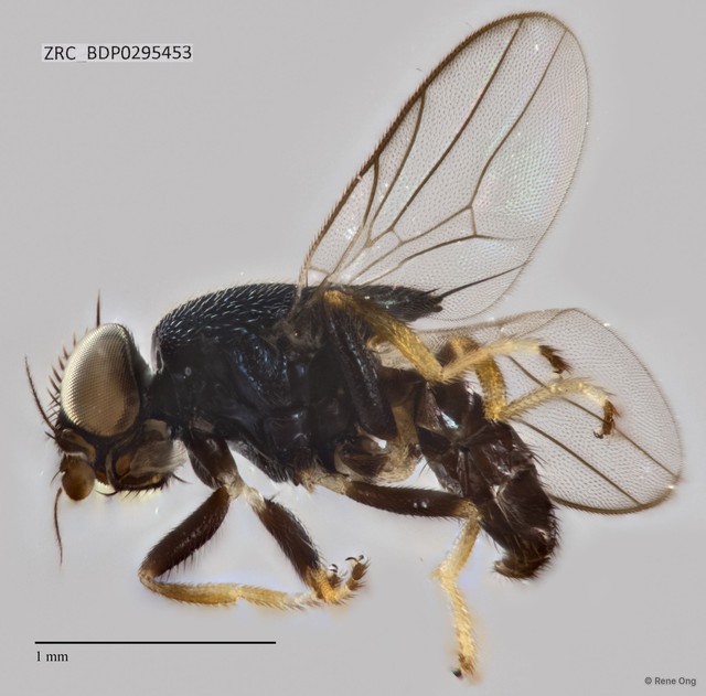 Chloropidae sp. "ZRCBDP0295453"•&copy; Rene Ong•All Rights Reserved