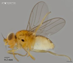 Chloropidae sp. "ZRCBDP0296819"