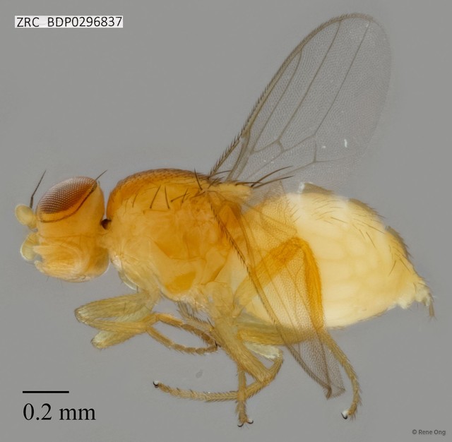 Chloropidae sp. "ZRCBDP0296837"•&copy; Rene Ong•All Rights Reserved