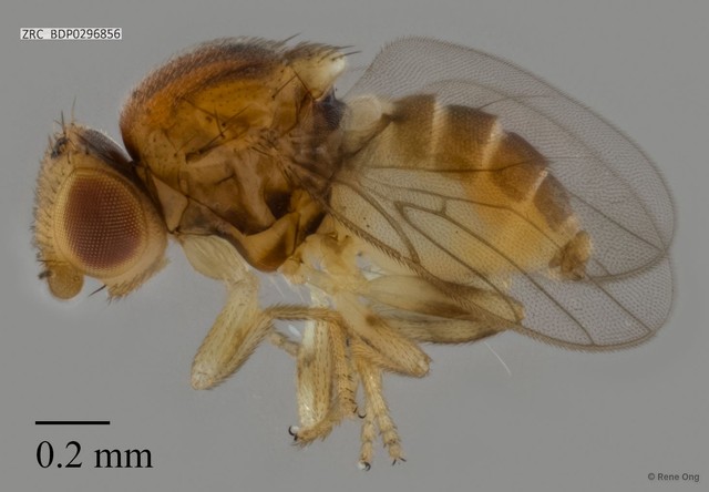 Chloropidae sp. "ZRCBDP0296856"•&copy; Rene Ong•All Rights Reserved