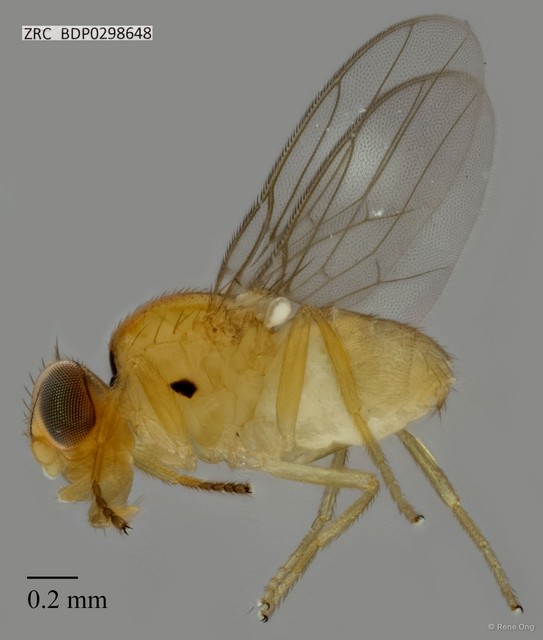 Chloropidae sp. "ZRCBDP0298648"•&copy; Rene Ong•All Rights Reserved