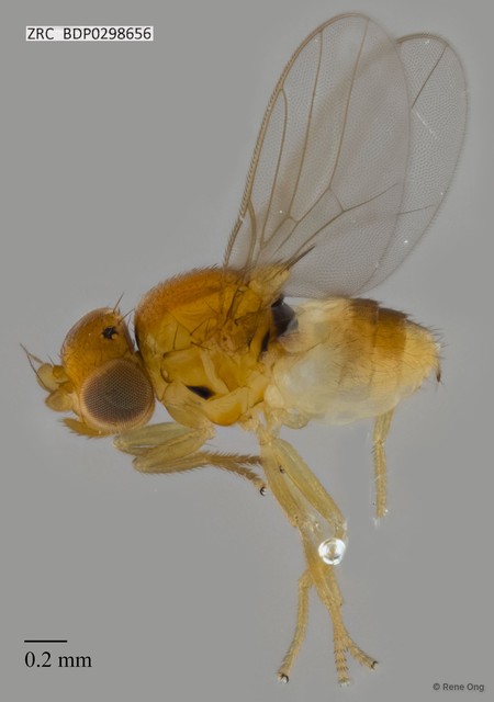 Chloropidae sp. "ZRCBDP0298656"•&copy; Rene Ong•All Rights Reserved