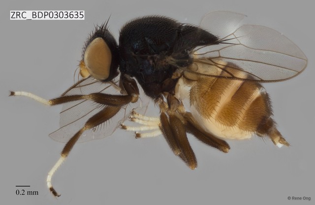 Chloropidae sp. "ZRCBDP0303635"•&copy; Rene Ong•All Rights Reserved