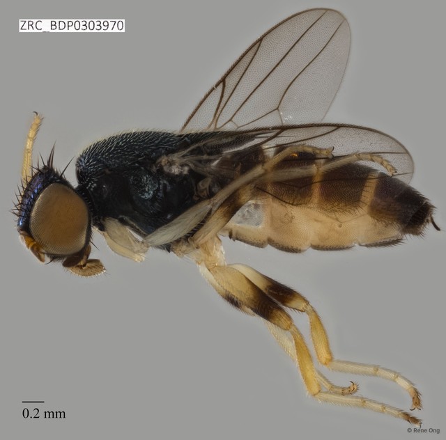 Chloropidae sp. "ZRCBDP0303970"•&copy; Rene Ong•All Rights Reserved