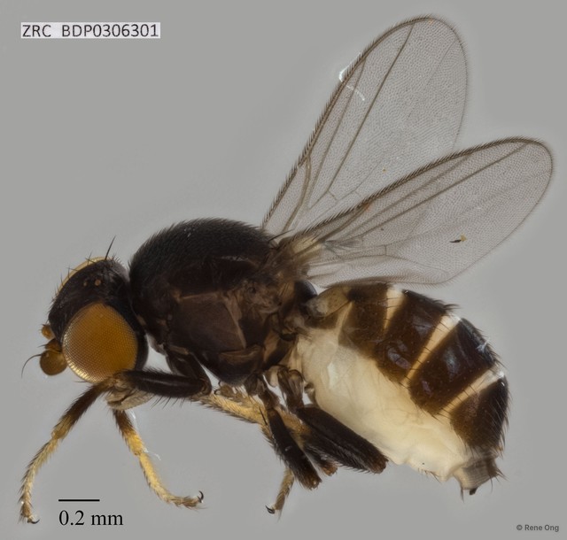 Chloropidae sp. "ZRCBDP0306301"•&copy; Rene Ong•All Rights Reserved