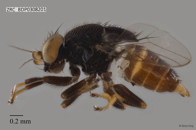 Chloropidae sp. "ZRCBDP0308201"•&copy; Rene Ong•All Rights Reserved