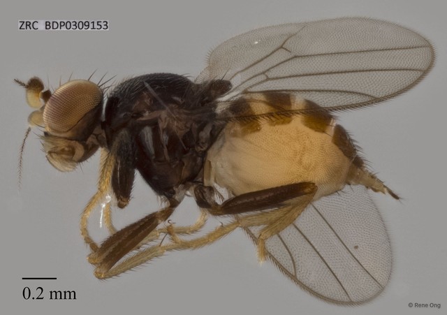 Chloropidae sp. "ZRCBDP0309153"•&copy; Rene Ong•All Rights Reserved