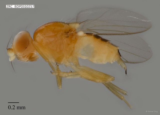 Chloropidae sp. "ZRCBDP0310257"•&copy; Rene Ong•All Rights Reserved