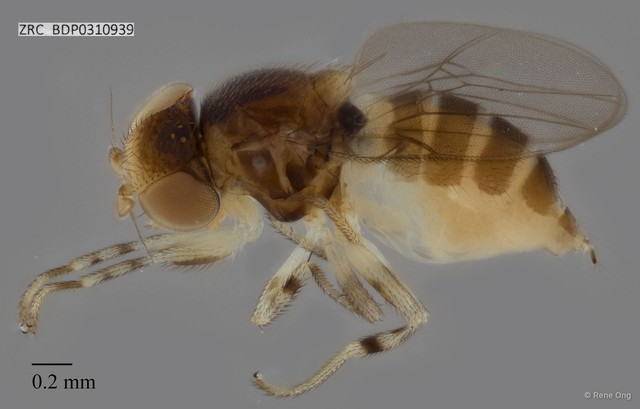 Chloropidae sp. "ZRCBDP0310939"•&copy; Rene Ong•All Rights Reserved