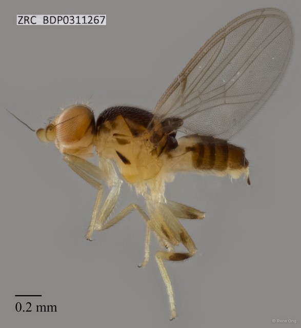 Chloropidae sp. "ZRCBDP0311267"•&copy; Rene Ong•All Rights Reserved