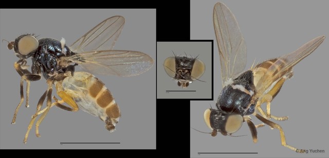 Anacamptoneurum sp. "ZRCBDP0025192 (GC2385/329)"•&copy; Ang Yuchen•All Rights Reserved