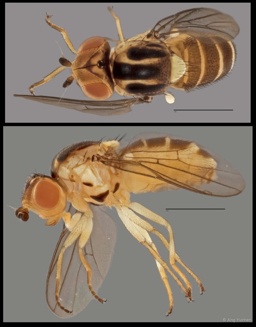 Chlorops sp. "NUS Reg.0045 17-06-15"•&copy; Ang Yuchen•All Rights Reserved