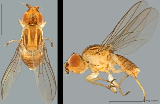 Chlorops sp. "ZRCBDP0025335 (CG381)"•&copy; Ang Yuchen•All Rights Reserved