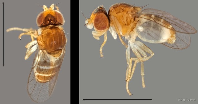 Conioscinella sp. "NS2 Reg.30465 05-03-14"•&copy; Ang Yuchen•All Rights Reserved