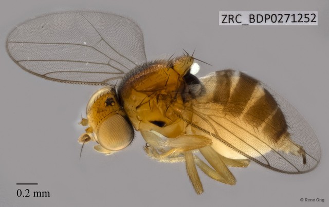 Conioscinella sp. "ZRCBDP0271252"•&copy; Rene Ong•All Rights Reserved