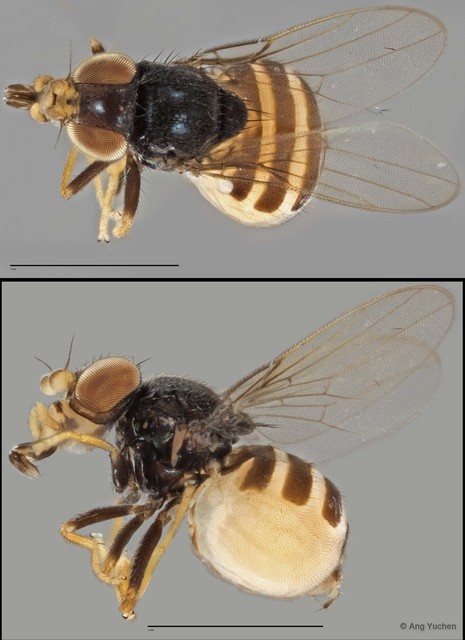 Gaurax sp. "NS1 Reg.29780 06-03-13"•&copy; Ang Yuchen•All Rights Reserved