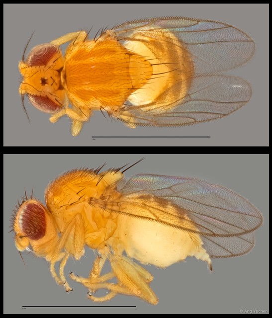 Gaurax sp. "NUS Reg.0065 22-07-15"•&copy; Ang Yuchen•All Rights Reserved
