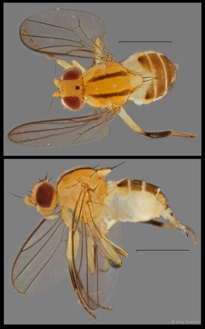 Gaurax sp. "NUS Reg.0097 16-09-15"•&copy; Ang Yuchen•All Rights Reserved