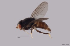 Gaurax sp. "ZRCBDP0019768 (GC103)"•&copy; Phua Jun Wei•All Rights Reserved