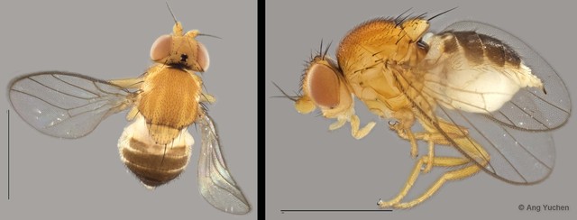 Gaurax sp. "ZRCBDP0019925 (GC219)"•&copy; Ang Yuchen•All Rights Reserved