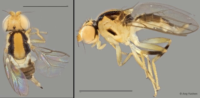 Gaurax sp. "ZRCBDP0020024"•&copy; Ang Yuchen•All Rights Reserved