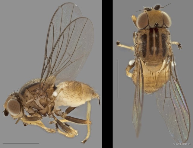 Gaurax sp. "ZRCBDP0020026 (GC2536/151)"•&copy; Ang Yuchen•All Rights Reserved