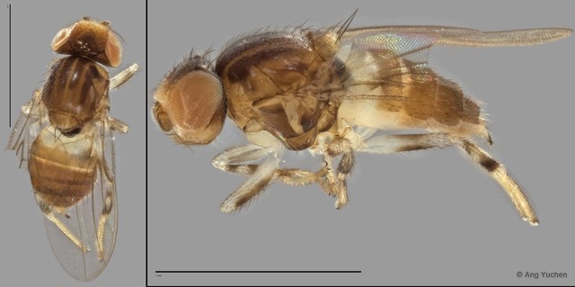 Gaurax sp. "ZRCBDP0021394 (GC192)"•&copy; Ang Yuchen•All Rights Reserved