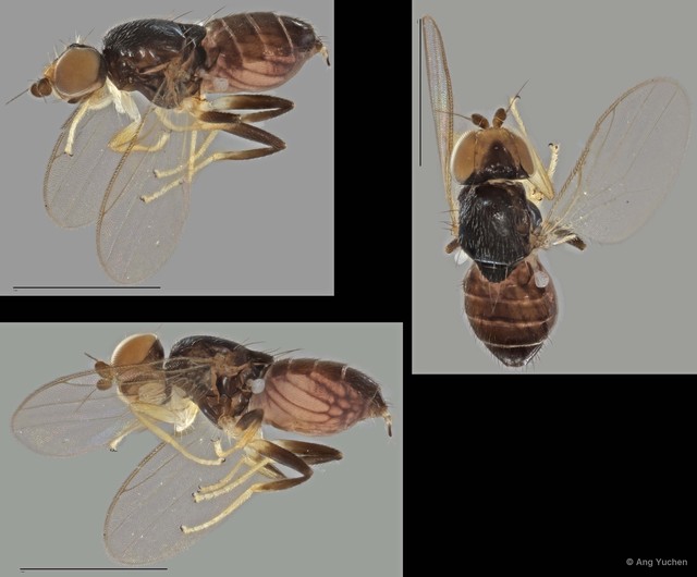 Gaurax sp. "ZRCBDP0021396 (GC511)"•&copy; Ang Yuchen•All Rights Reserved