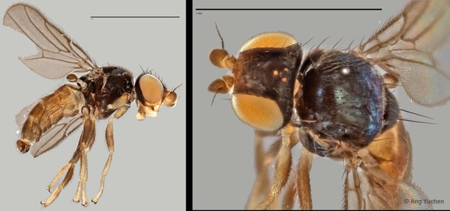 Gaurax sp. "ZRCBDP0025189 (GC126)"•&copy; Ang Yuchen•All Rights Reserved