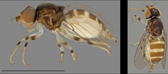 Gaurax sp. "ZRCBDP0025204 (GC333)"•&copy; Ang Yuchen•All Rights Reserved