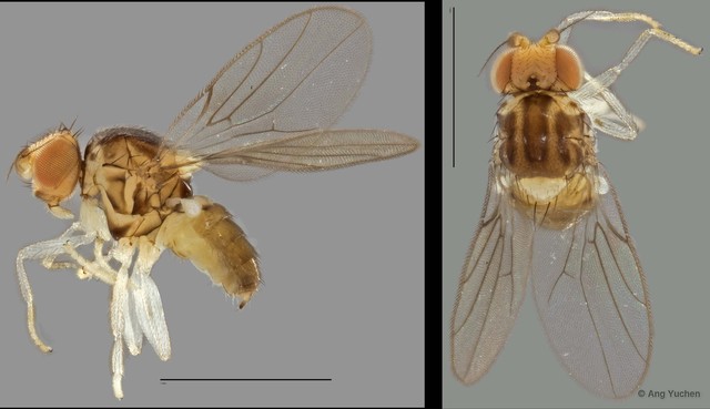 Gaurax sp. "ZRCBDP0025321"•&copy; Ang Yuchen•All Rights Reserved