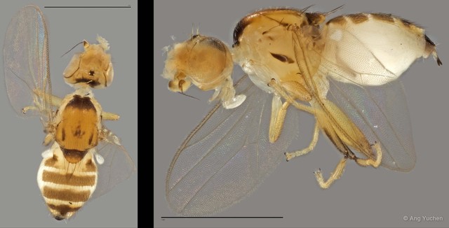 Gaurax sp. "ZRCBDP0025705 (GC518)"•&copy; Ang Yuchen•All Rights Reserved