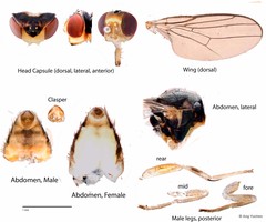 Hippelates proboscideus•&copy; Ang Yuchen•All Rights Reserved