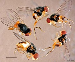 Hippelates proboscideus•&copy; Ang Yuchen•All Rights Reserved