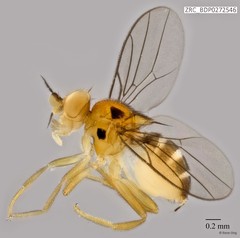 Pseudogaurax sp. "ZRCBDP0272546"