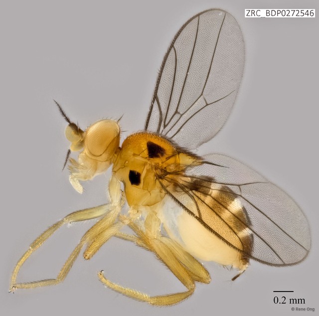 Pseudogaurax sp. "ZRCBDP0272546"•&copy; Rene Ong•All Rights Reserved