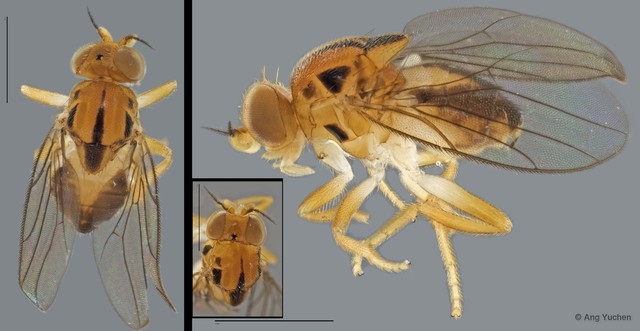 Pseudogaurax sexnotatus•&copy; Ang Yuchen•All Rights Reserved