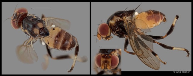 Psilacrum sp. "NS1 Reg.29794 13-03-15"•&copy; Ang Yuchen•All Rights Reserved