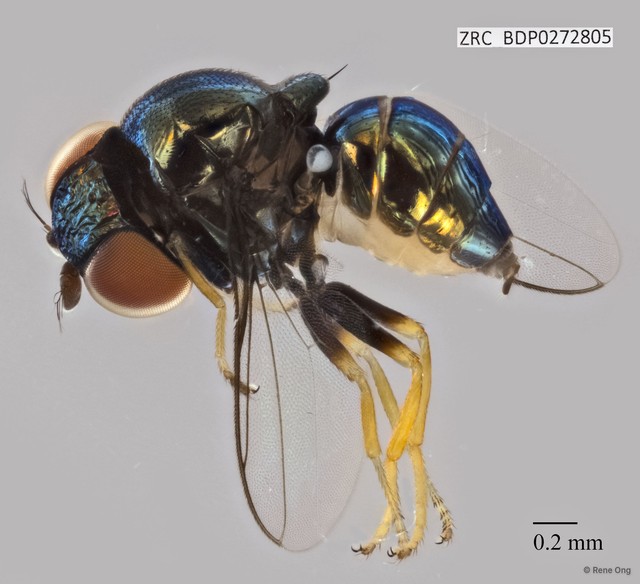 Thressa sp. "ZRCBDP0272805"•&copy; Rene Ong•All Rights Reserved