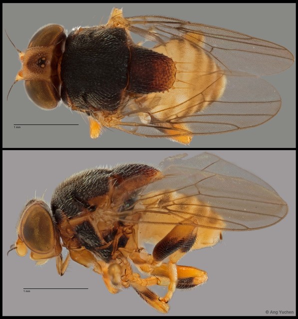 Thyridula sp. "ZRCBDP0025732 (GC529)"•&copy; Ang Yuchen•All Rights Reserved
