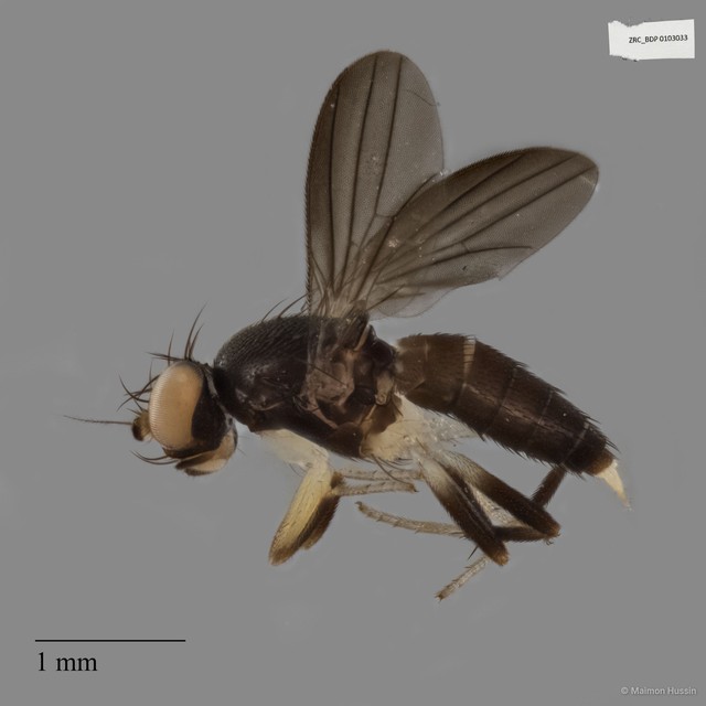 Clusiidae sp. "ZRCBDP0019828"•&copy; Maimon Hussin•All Rights Reserved